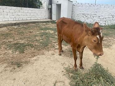 poni at satilir: Dana, buzov, Dişi, ay: 8, Damazlıq — 2