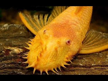 golden sinsila: Qızılı Bristlenose Pleco (Ancistrus sp., “Antensiz”/“Sakalcı” som — 1