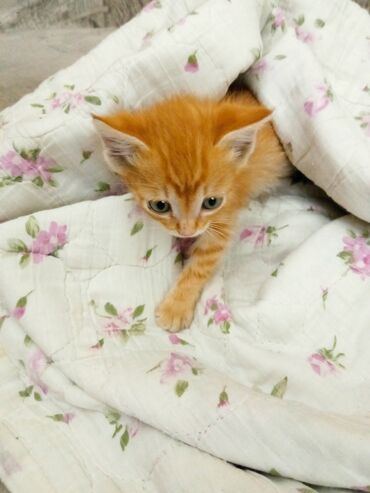 лысые коты: Очаровательный малыш "Боцман', 1мес., умница, хорошо кушает, лоток