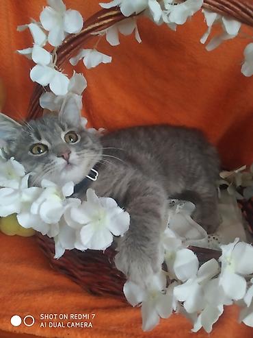 Отдам даром кошку: 3 месяца, Девочка — 7