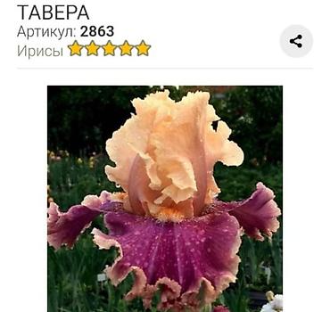 ирис: Ирисы бородатые, сортовые в продаже корниделенки по одному вееру — 5