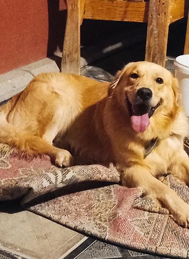 it balari: Retriever, 1 il, Erkək, Sənədli — 1