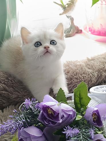 Продажа кошек: Скотиш Страйт (Шотландская прямоухая), 1 месяц, Девочка, Серебристая шиншилла, Приучена к лотку, Проглистована — 9