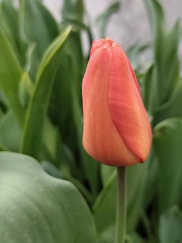 Букеты из живых цветов: ТЮЛЬПАНЫ СРЕЗАННЫЕ, МИКС СОРТОВ И ОКРАСОК - Классические бокаловидные at lalafo.kg — 3 Букеты из живых цветов: ТЮЛЬПАНЫ СРЕЗАННЫЕ, МИКС СОРТОВ И ОКРАСОК - Классические бокаловидные — 3