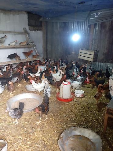 heyvan bazari itler: Toyuq, Yumurtalıq, Ünvandan götürmə — 3