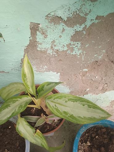 Otaq bitkiləri: Daxili məkan üçün dekorativ saksı bitkiləri dəsti - Dracaena fragrans — 1