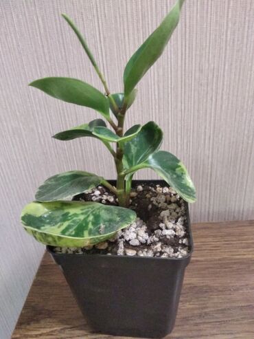 Другие комнатные растения: Суккуленты. каждый 300 сом.Алоэ 500. Молодая гвардия — 5