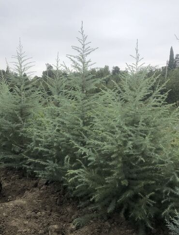 Şitillər: Dekarativ agaclarin satiwi istenilen novde istenilen olcude var elave — 13