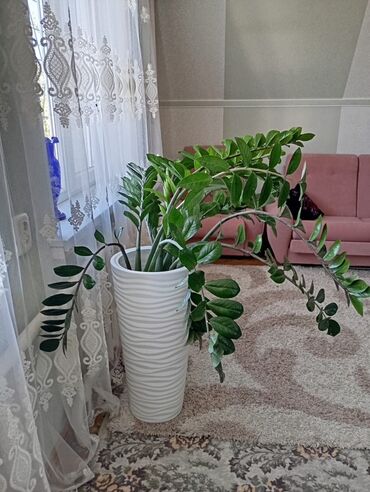 Замиокулькас (Долларовое дерево): Продаю растения Цена договорная Замиокулькас (долларовое дерево) в