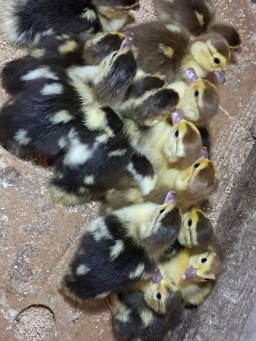Inəklər, öküzlər: Dişi, | Lal ördək, Damazlıq, Ünvandan götürmə