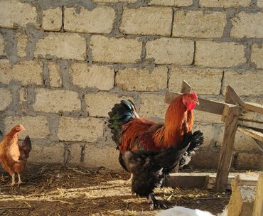 Xoruzlar: Xoruz, Brama, il: <1, Ünvandan götürmə — 4