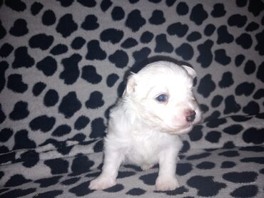 Psi: Malo belo štene – rase maltezer/pudl tip (toy veličina) - Starost — 9