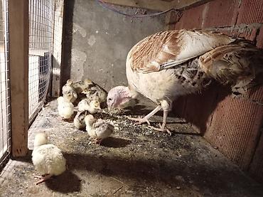 su satışı: Məhsul: Türki və pöhrələri Təsvir: - Şəkillərdə yerli cins dişi türki — 2