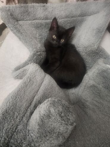 шотландский вислоухий длинношерстный кот цена: 3 месяца, Мальчик