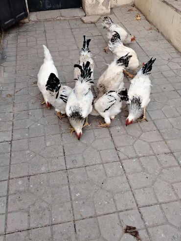 Xoruzlar: 10 ədəddir tam sağlam həyət heyvanlarıdi 8 ayligdilar diri çəkisi 2 — 8