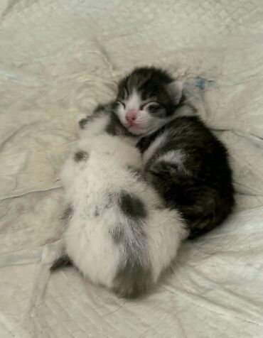 Pişiklər: Erkək, Dişi, Yaxşı əllərə -da lalafo.az — 1 Pişiklər: Erkək, Dişi, Yaxşı əllərə — 1