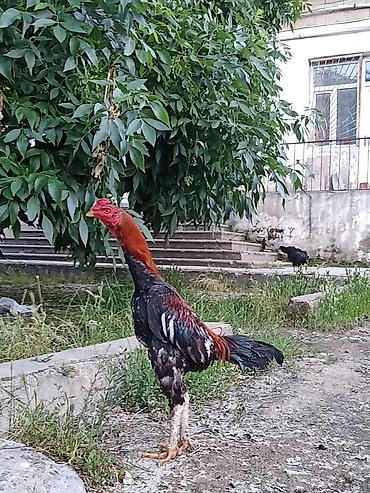 it sekilleri afcarka: 9 aylıqdı .Tam sağlam heyvandıbahalı cins heyvandı.İstəyən tayında — 4