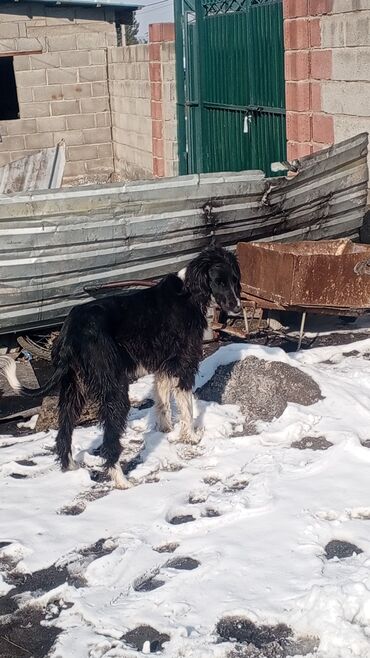 чистокровный тайган: Тайган, 1 год, Самка, С родословной