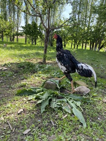 Продам с/х животных: Продаю | Петух | Бойцовая | Для разведения