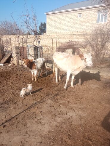Inəklər, öküzlər: Simental tipli inəklər və buzağı - salam aleykum qirmizi inek 20 — 3