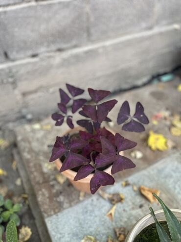цветы женское счастье цена: Оксалис фиолетовый (Oxalis triangularis) в горшке. - Декоративные