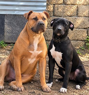 pitbull (hond): Pitbul, 2 ay, Erkək, Ödənişli çatdırılma — 2