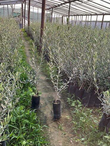 Ağaclar: Məhsul: Zeytun ağacları (meyvəli) Təsvir: - Şəkillərdə göstərilən -da lalafo.az — 12 Ağaclar: Məhsul: Zeytun ağacları (meyvəli) Təsvir: - Şəkillərdə göstərilən — 12