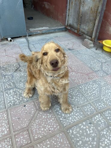 Собаки: Пекинес, 7 месяцев, Самец, С прививками, Самовывоз, Платная доставка