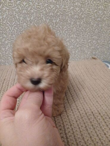 İtlər: Pudel, 2 ay — 8