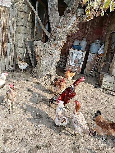 Toyuqlar: Toyuq, Yumurtalıq -da lalafo.az — 10 Toyuqlar: Toyuq, Yumurtalıq — 10