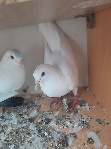 bulbul quşu satışı: Supet göyercinlerdir yerim yoxdur saxlaya bilmire tek tek baha almisam — 1