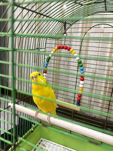 heyvanlarin satisi: Dişi papuqay + qəfəs + yuva + yelləncək birlikdə satılır 🐦🏠 Çox gözəl — 7