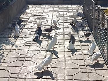 quşlar: Salam göyerçinler satılır hası eni quyrug. içinde bir bala var 19 — 4