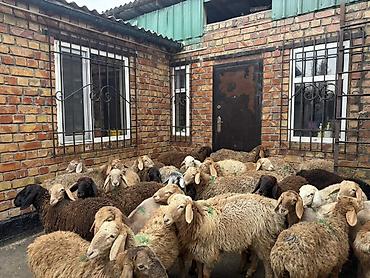 Продам с/х животных: Продаю | Баран (самец) | Полукровка | Для разведения | Ярка — 9