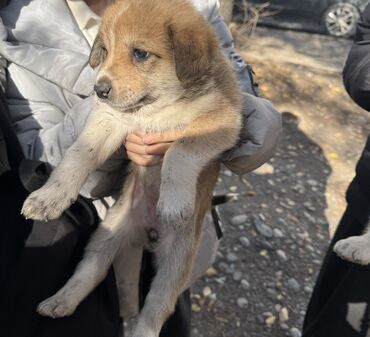 сколько стоит такса собака: Ит бекер берилет: Жөнөкөй ит, 2 айлык, Эркек