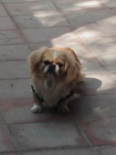 İtlər: Pekines, 1 il, Peyvəndli — 5