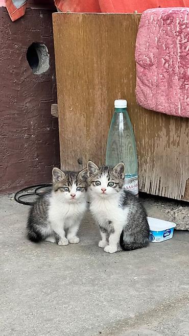 бенгальские кошки: Котята, помет из 2–3 малышей, короткошёрстные, окрасы серо-белый и — 2