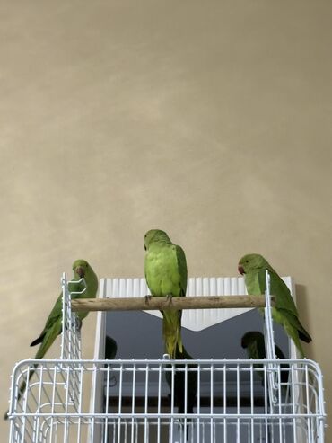 Tutuquşları: Ajarella Pakistan Pəncabdan gəlib bir başa — 8