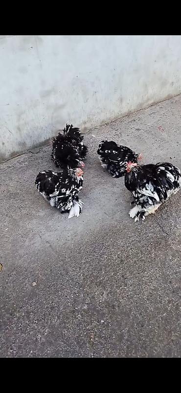 Cücələr: Toyuq cücələri, Damazlıq — 1