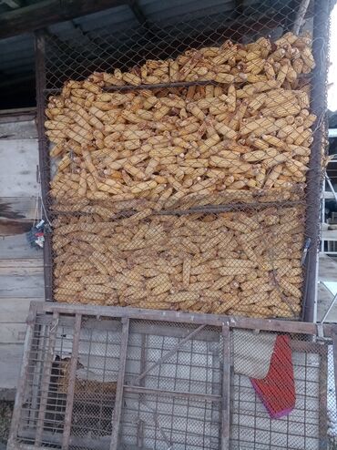 malina kg продажа малины оптом в бишкеке новопокровка фото: Кукуруза Оптом, Самовывоз