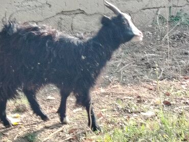 Коровы, быки: Salam təcili satılır hec bir problemi yoxdur yem ot yaxsi yeyır