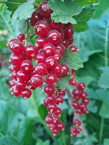 Смородина: Смородина — 2