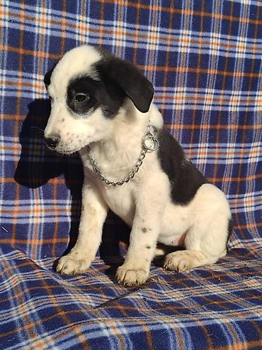 Продажа собак: Ищем дом щенкам. Дважды привиты,имеют ветеринарные паспорта. Есть — 11