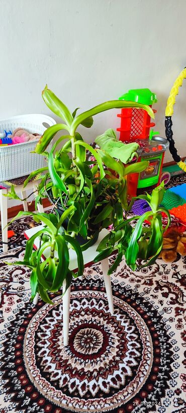 вьющиеся растения: Золотой Ус (лечебный) 2 шт по 700 сом
Находится в г. Балыкчы
