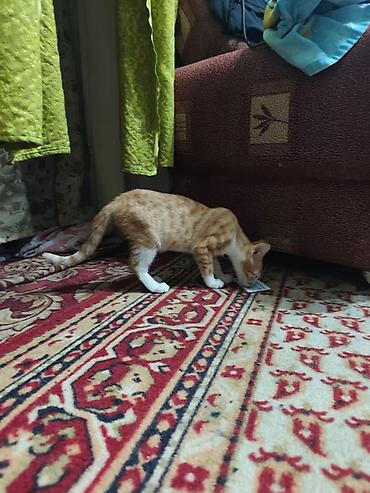 Продажа кошек: КОТЁНОК МАЛЬЧИК 2,5 МЕСЯЦА. Милый рыжебелый котёнок с короткой — 23