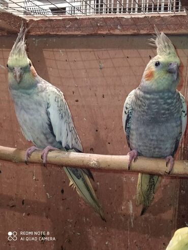 Tutuquşları: Diqqet quslarin altinin ve yerinin temizliyine fikir verin — 21