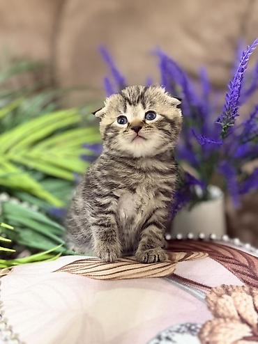 Продажа кошек: Шотландские котята (скоттиш-фолд/скоттиш-страйт), окрасы серебристый — 13