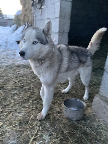 отдам даром питбуль: Хаски, 1 жаш, Эркек