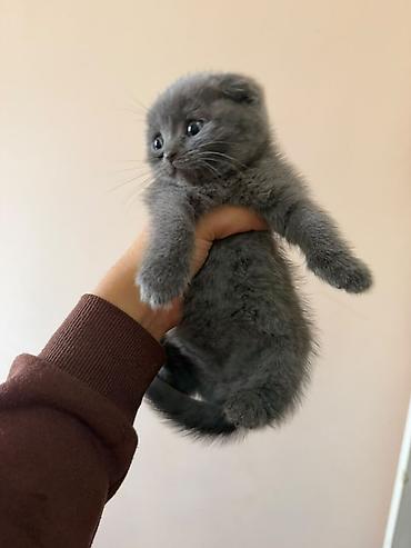 кошки шотландские: Котята домашние, ласковые и ручные. - Окрас: - серебристые тигровые — 2