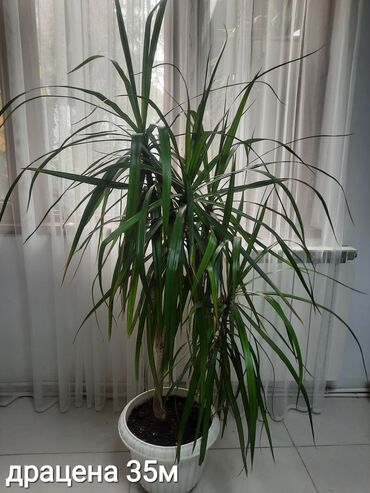 Otaq bitkiləri: Otaq bitkiləri kolleksiyası 1) Papоротnik – 20 m - Sərfəli otaq — 21